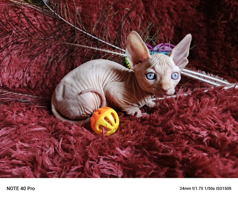 Свободны три котика канадский сфинкс