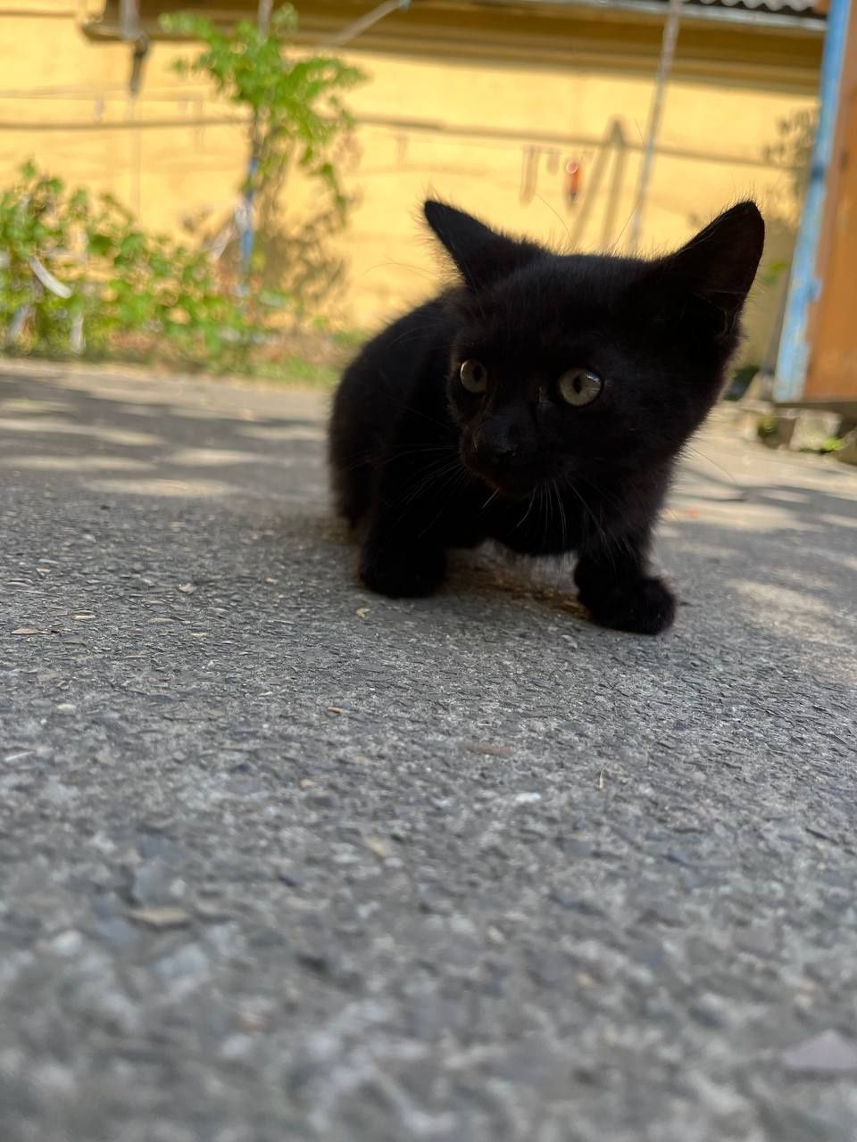 Віддаю котиків в добрі руки (3)
