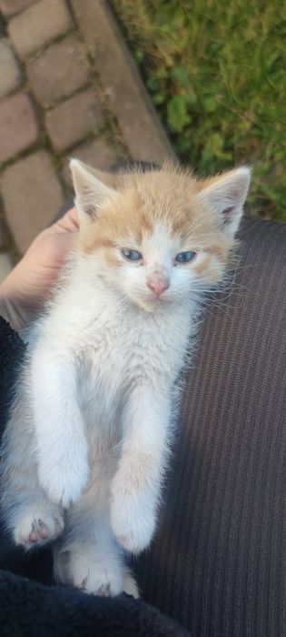 Oddam rude i rudobiałe małe kocice