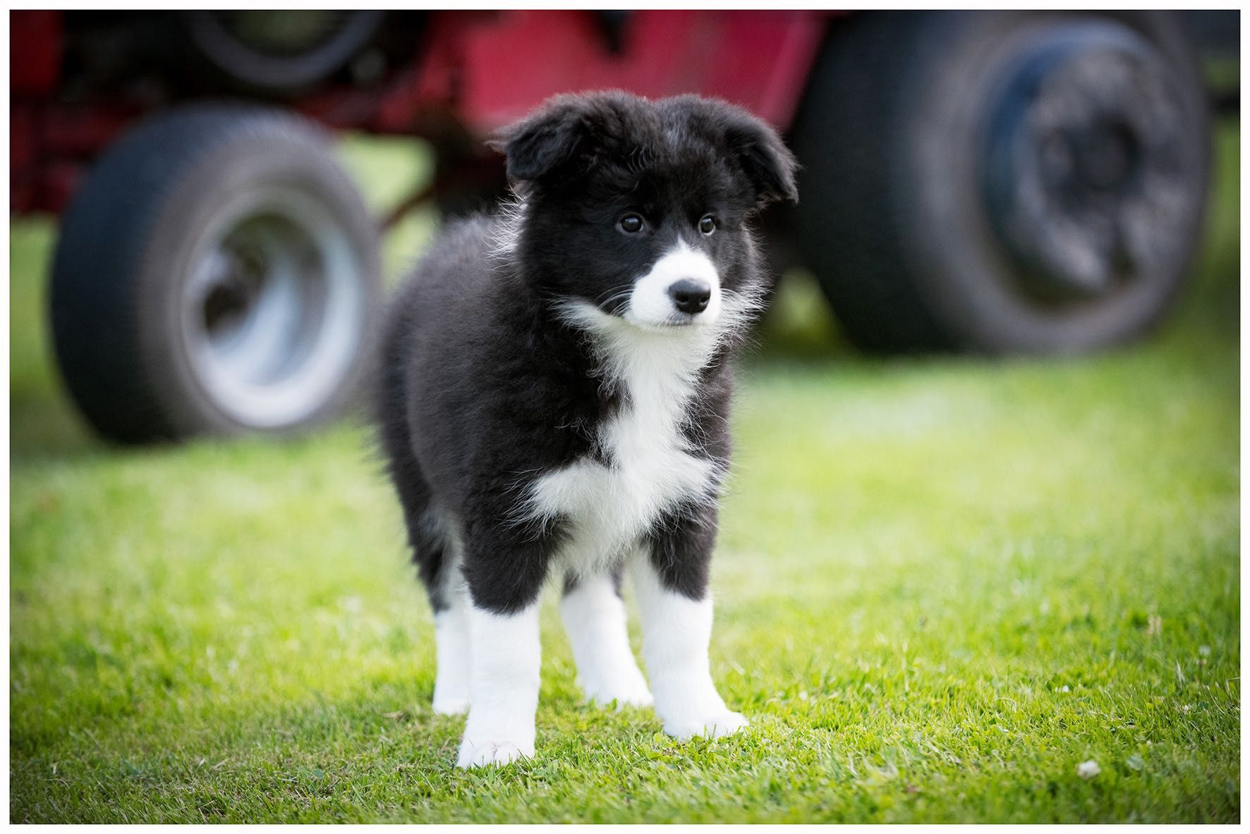 Border Collie ZKWP FCI