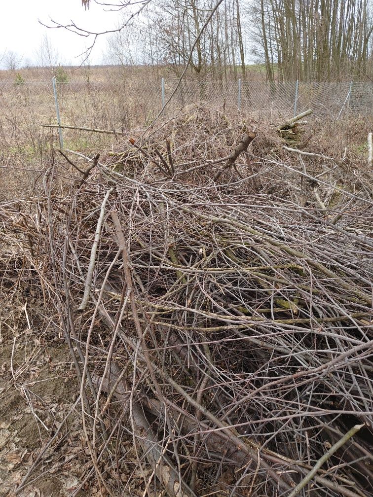 Drzewo drewno opal korzenie gałęzie oddam