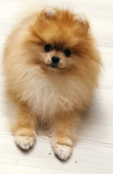 Померанский шпиц мишка вязка