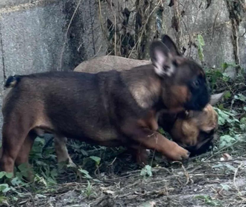 Bulldog Francês fawn