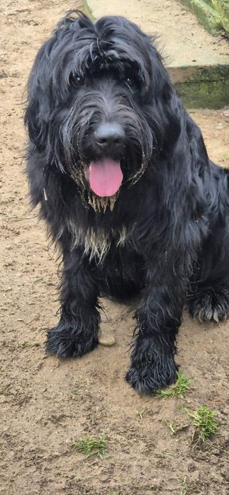 Piesek około 2 lata