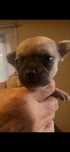 Chihuahua dlugowłosa piesek miniaturka FCI