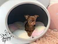 Chihuahua sliczna dziewczynka