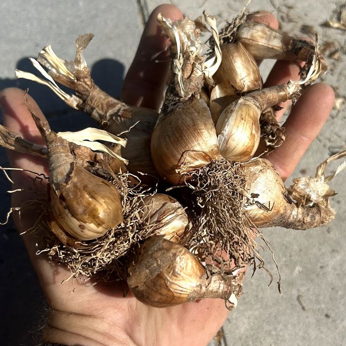 Narcyz Żonkil stara odmiana babciny Recurvus PACHNĄCE 50 CEBULEK