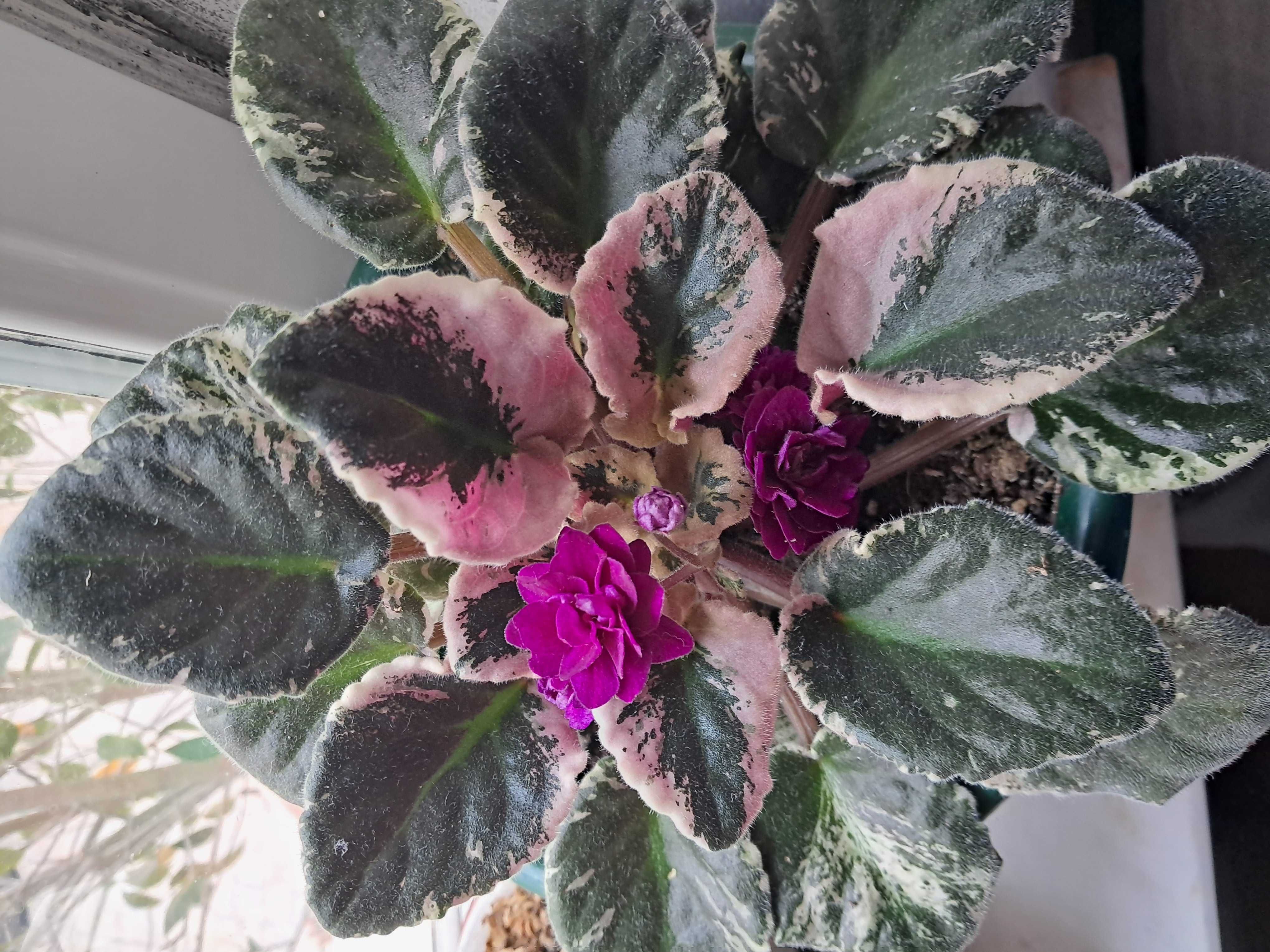Planta Violeta saintpaulia africana variegata