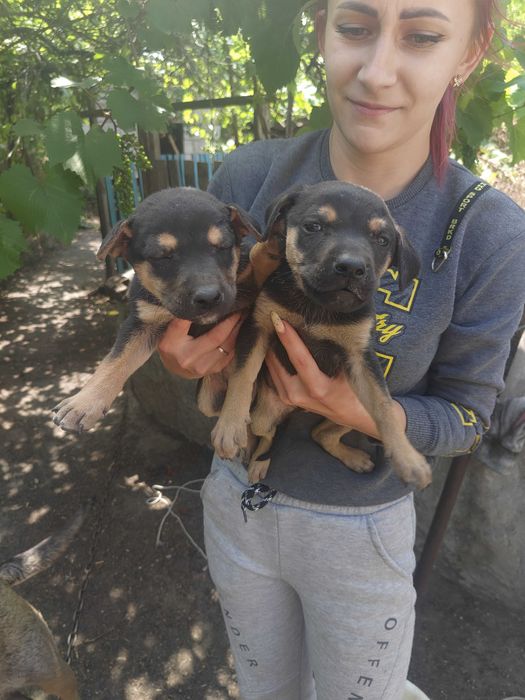 Віддам в добрі руки 10 щінків