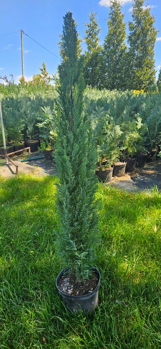 Cyprysik Lawsona Ellwoodii - producent