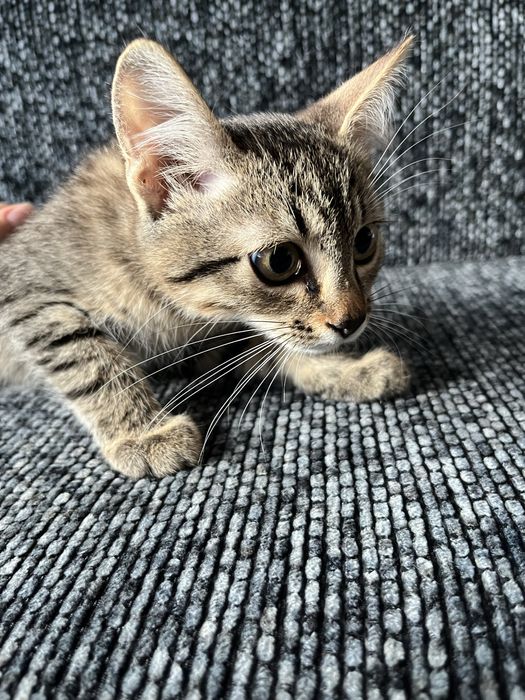 Віддаю котиків в добрі руки < 3