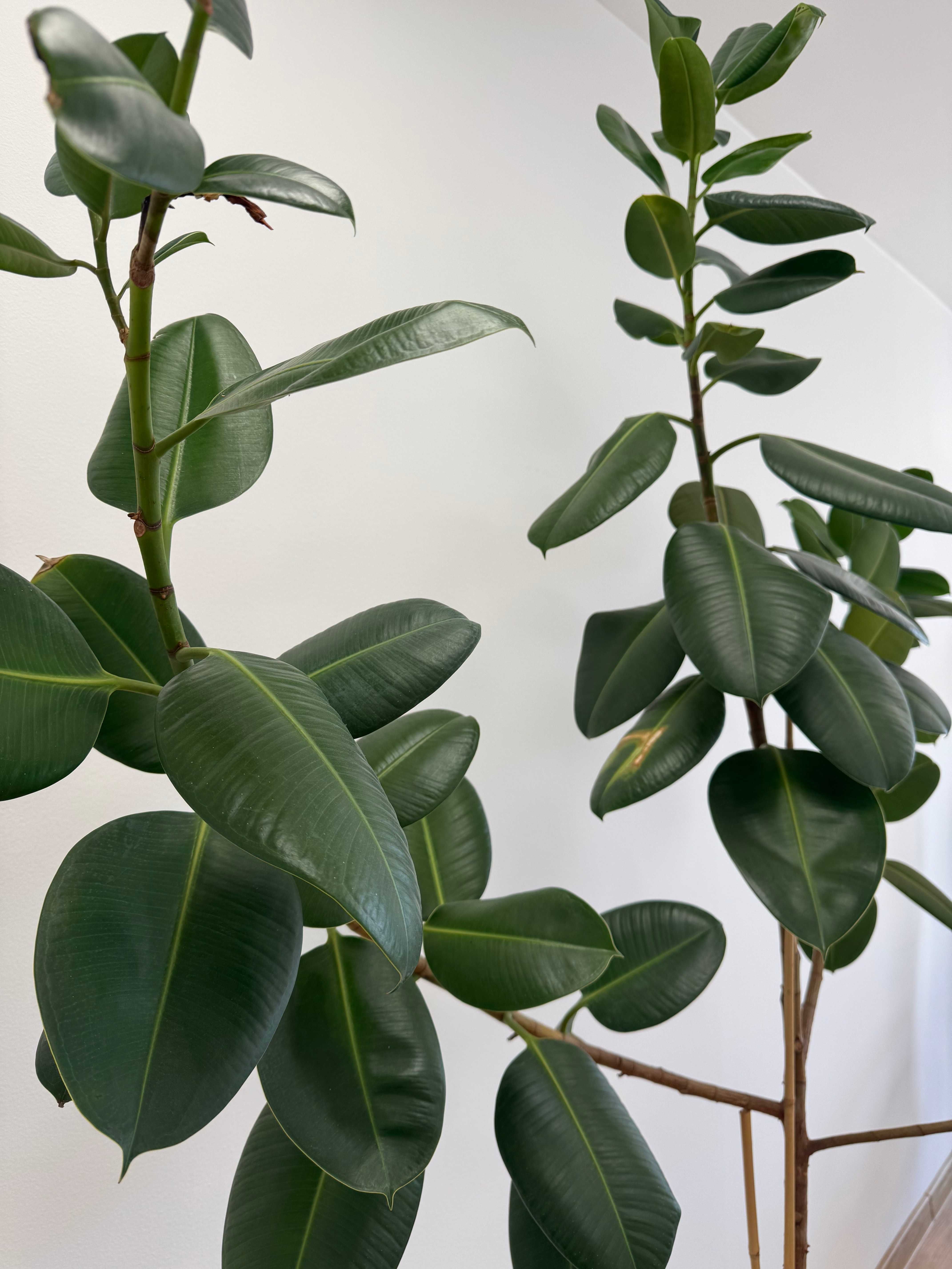 KWIATY POKOJOWE OLBRZYMY ! monstera, figowiec, bananowiec
