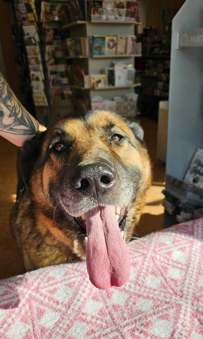 duży psiak do adopcji