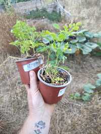 Moringa oleifera superfood árvores