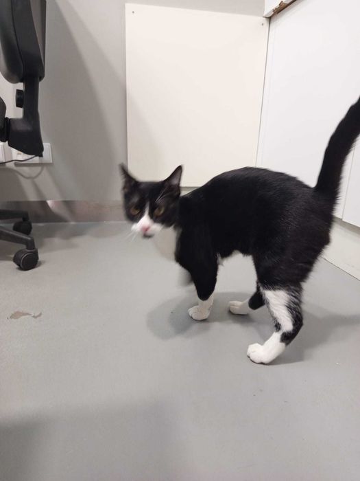 Várias gatinhas para adopção