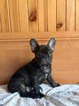 Buldog francuski