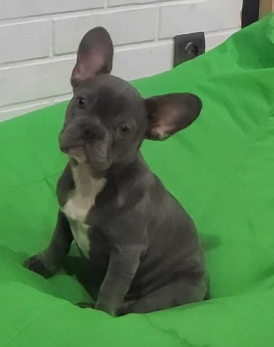 Девочка щенок французского бульдога голубого окраса без тигры