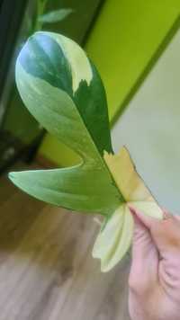 Pędówka florida beauty variegata