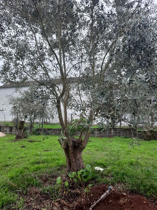 Vendo oliveiras galegas