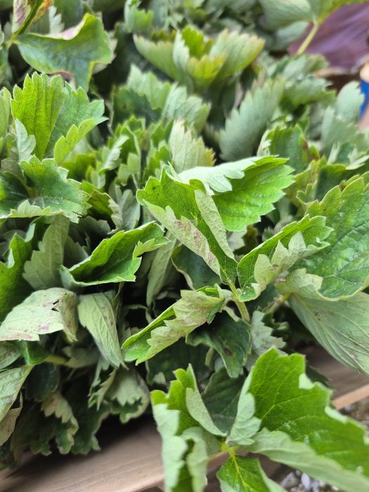 Truskawka sadzonki 100 szt wysyłka paczkomat