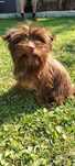 Yorkshire terrier czekoladowa suczka