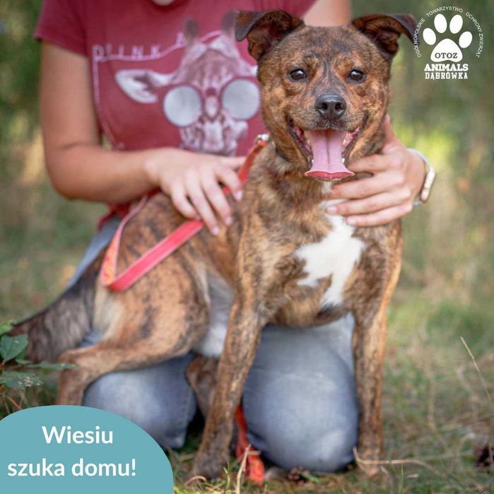 Wiesiu czeka na Ciebie