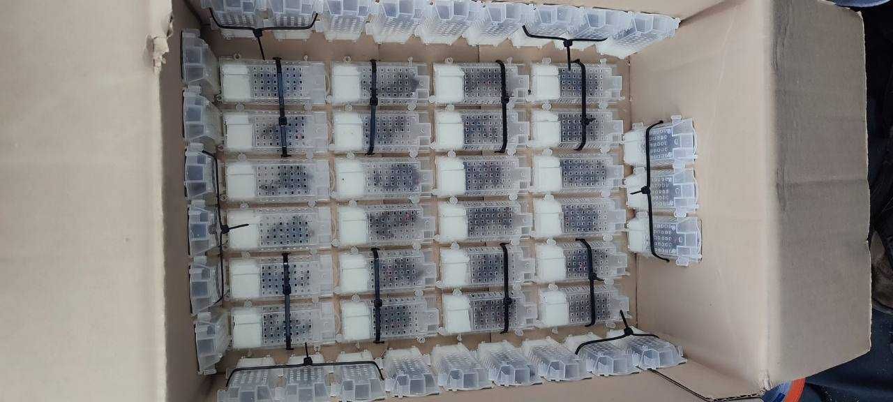Акція Унікальні бджолині матки Карпатської породи, Бескид та Синевир!