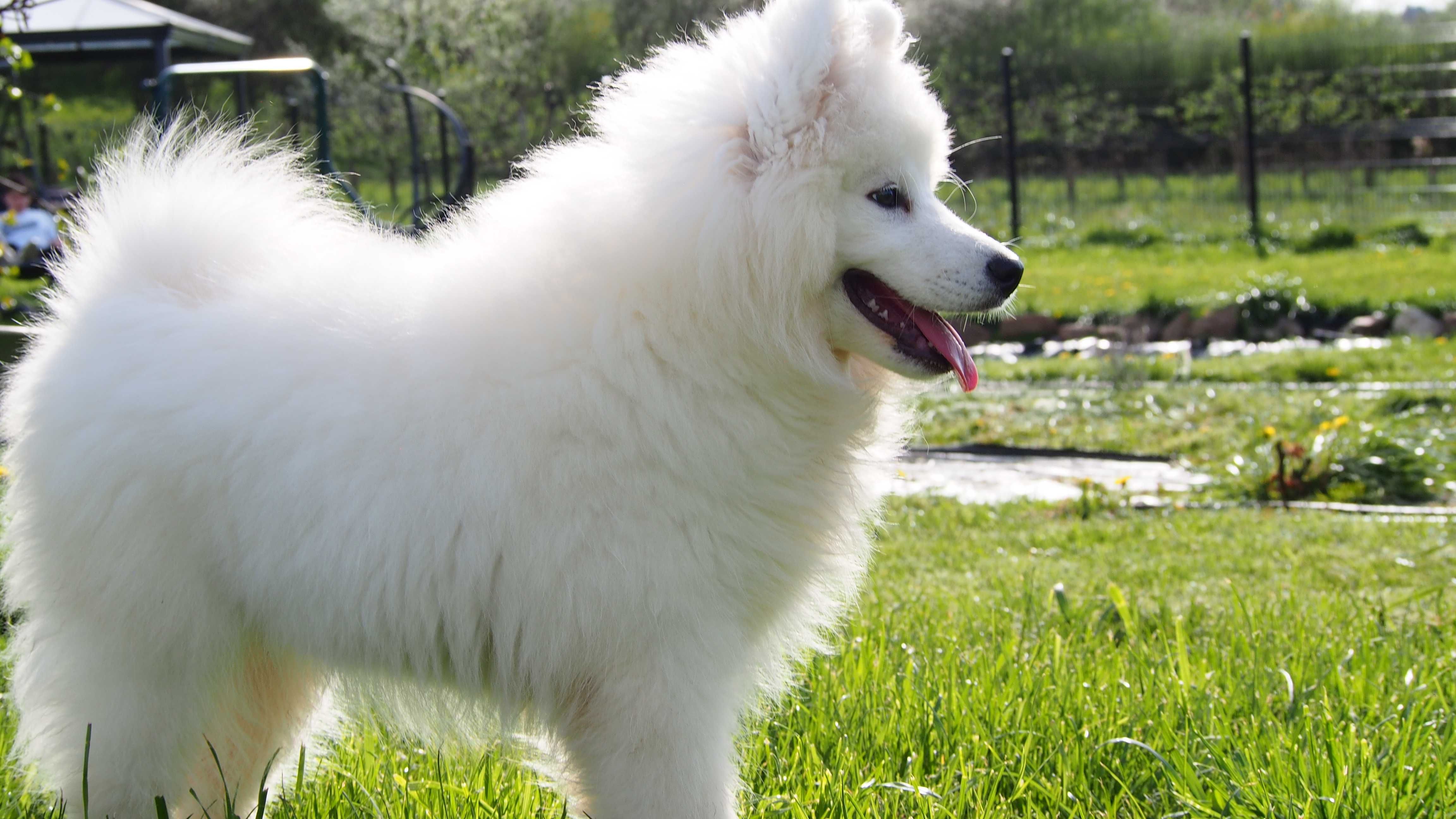 Pies Samojed, Samoyed FCI ZKwP, Krakow, rezerwacja