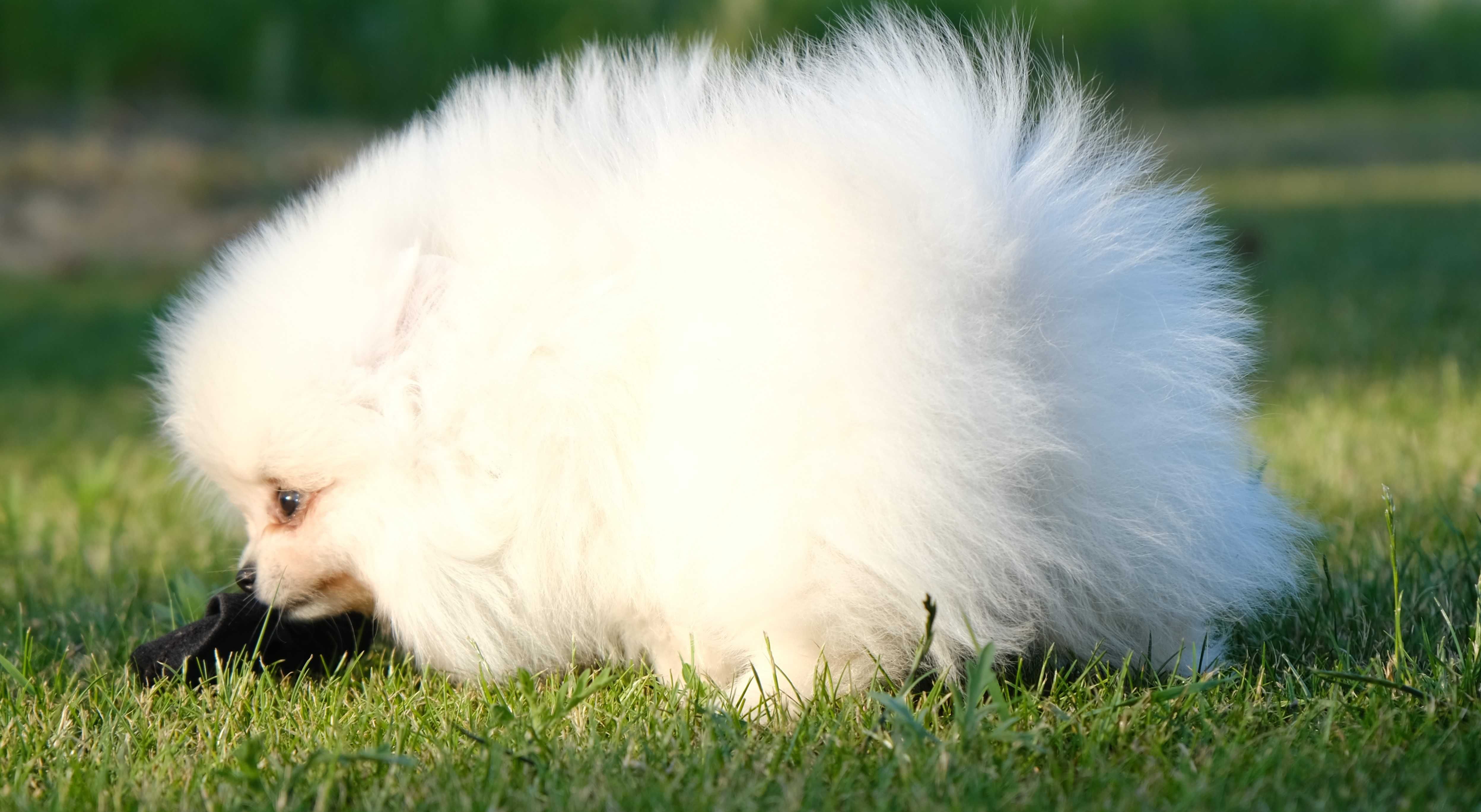 Suczka pomeranian miś kremowa rodowód