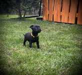 Staffordshire Bull Terrier, Stafik, Staffik