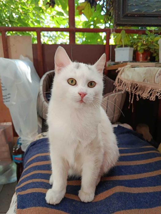 Котики в хорошие руки