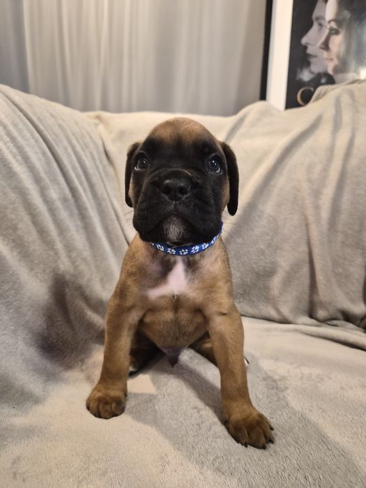 Bokser Szczeniak Hodowla Złote Boksy