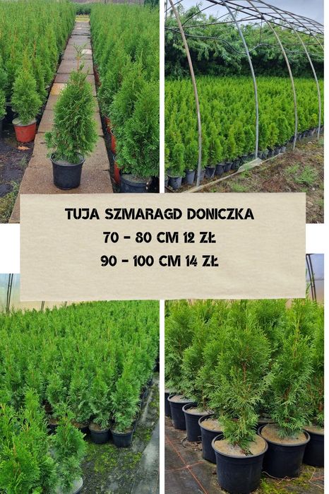 Tuja Szmaragd  doniczka 60 cm 10 zl