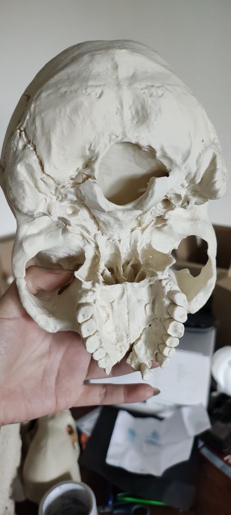 Model 3d czaszka ludzka pełny wymiar