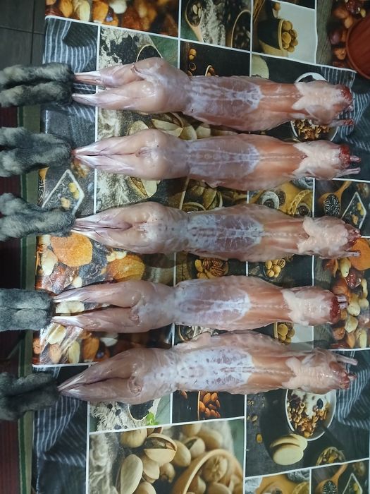Продам кролів,індо утят,А також мясо кролів 220гр/кг.