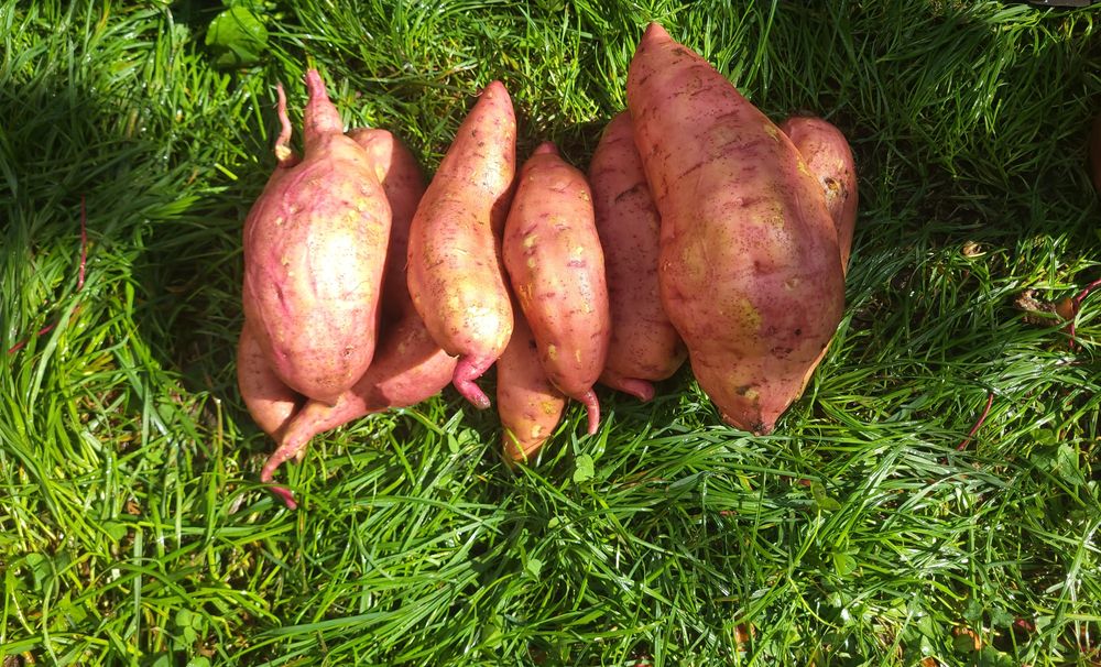 Клубні батату врожаю 2025 р.