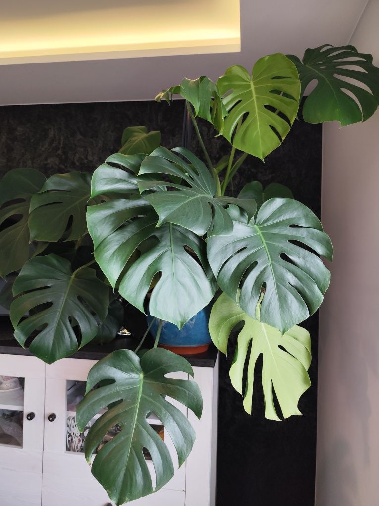 Kwiatek Monstera