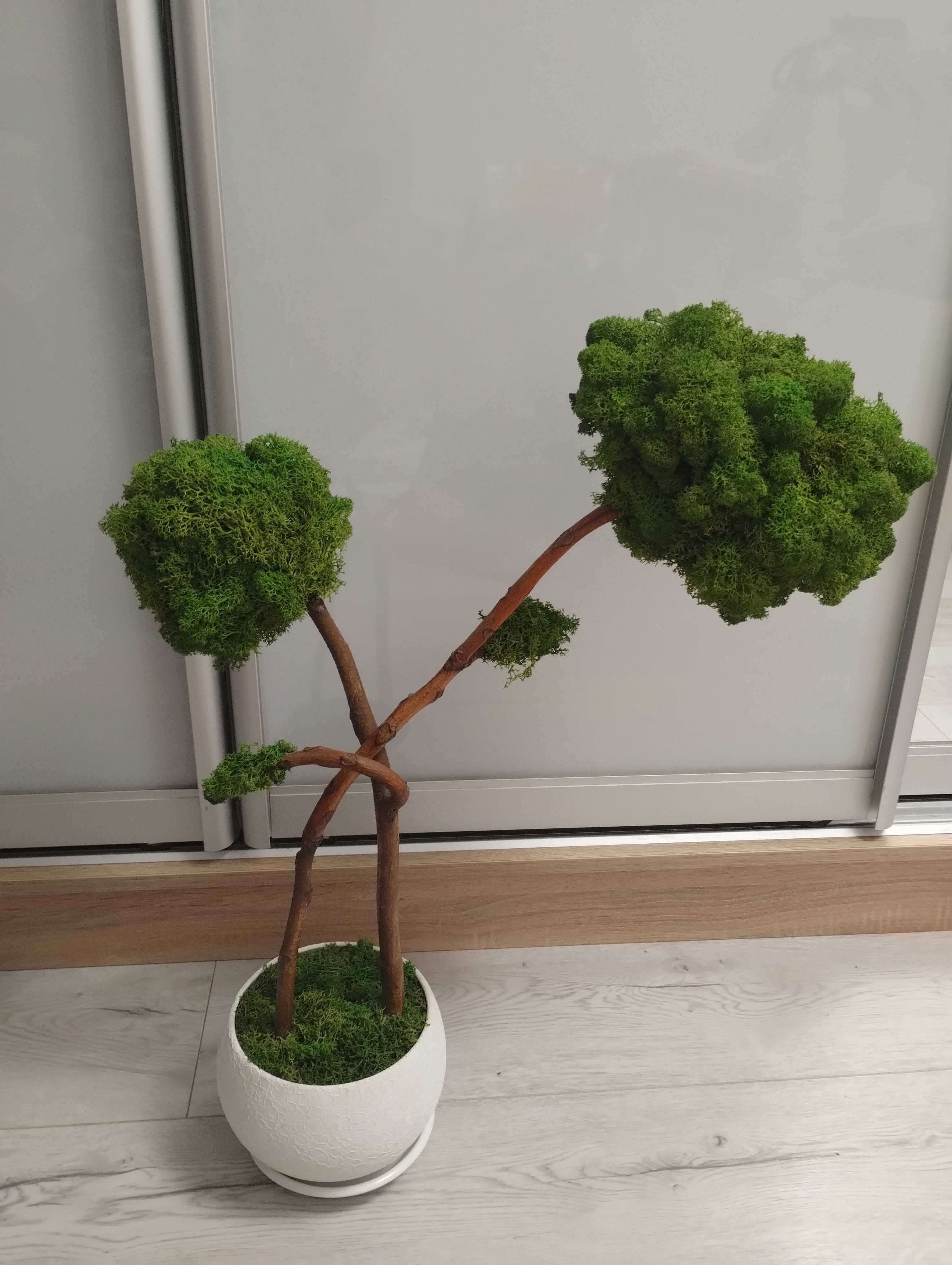 Декоративне дерево з стабілізованого моху, декоративный мох.
