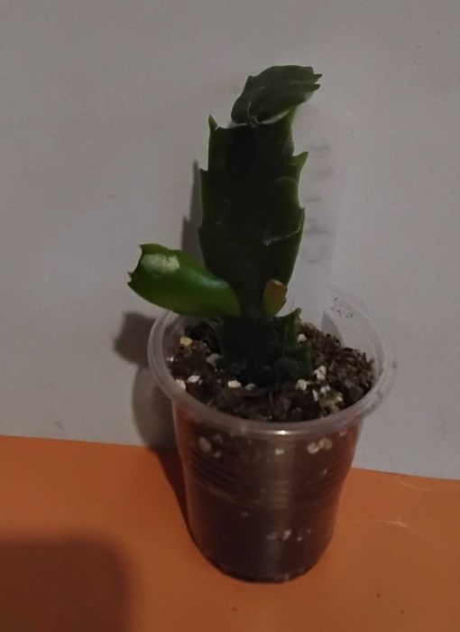 Шлюмбергера Chiba Spot