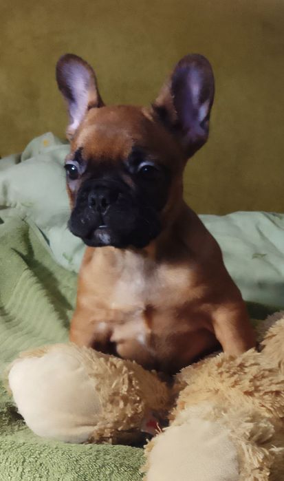 Продам двух цуценя Французького бульдога