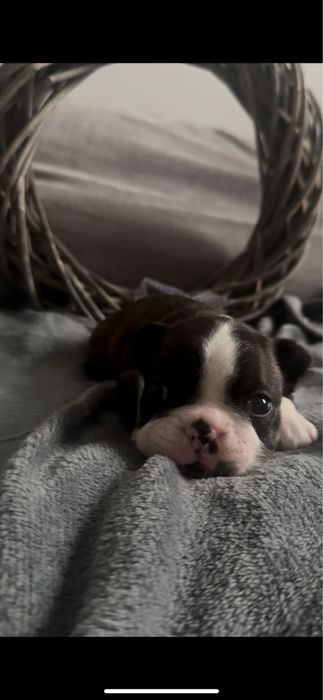 Boston Terrier z rodowdem FCI