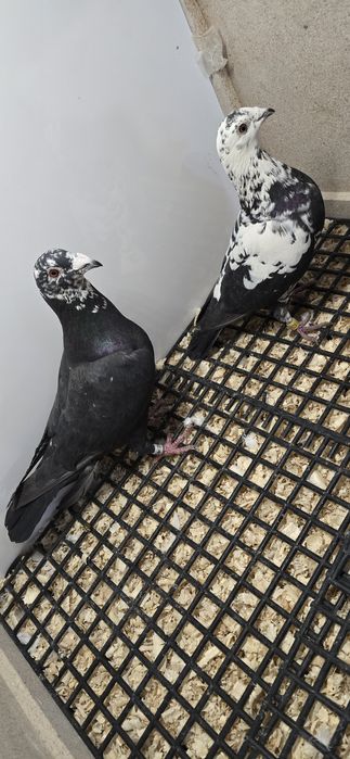 Gołębie pocztowe tygrys