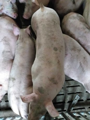 Свиньи  живым весом