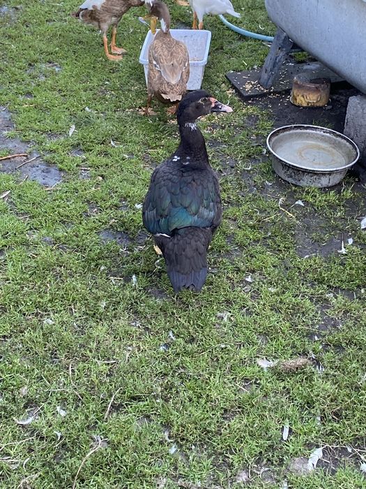 Kaczki francuskie piżmowe kaczor