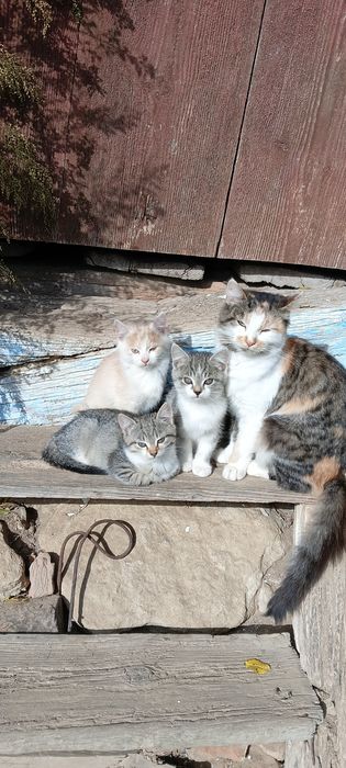 Віддамо котенят у добрі руки