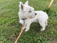 Pies West Highland white terrier