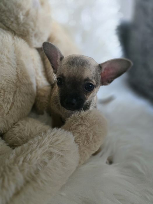Śliczny krótkowłosy piesek rasy Chihuahua