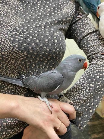 Попугай ожереловый Крамера - серого окраса, ручной