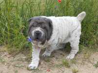 Shar pei piesek Niko
