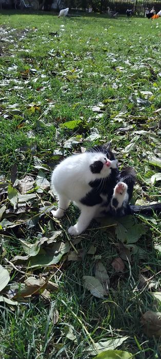 Oddam kota i kociczke 3 msc